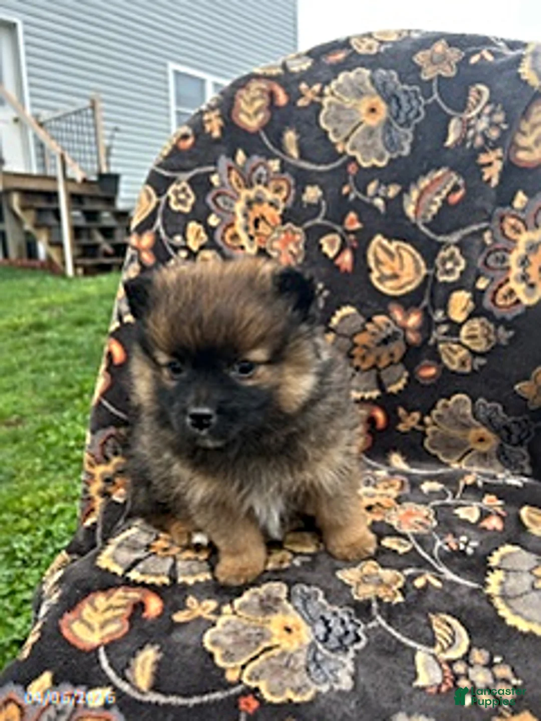 Pomeranian dogs for sale: Chase - Ad 2