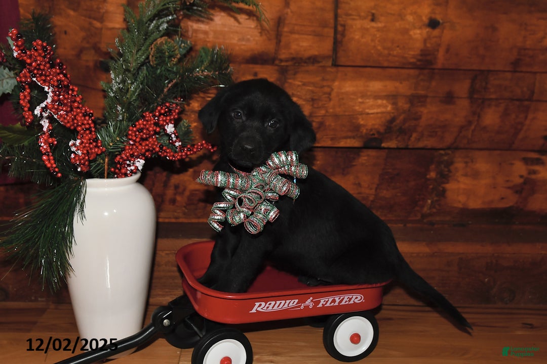 Mixed Breed dogs for sale: Joy - Ad 3