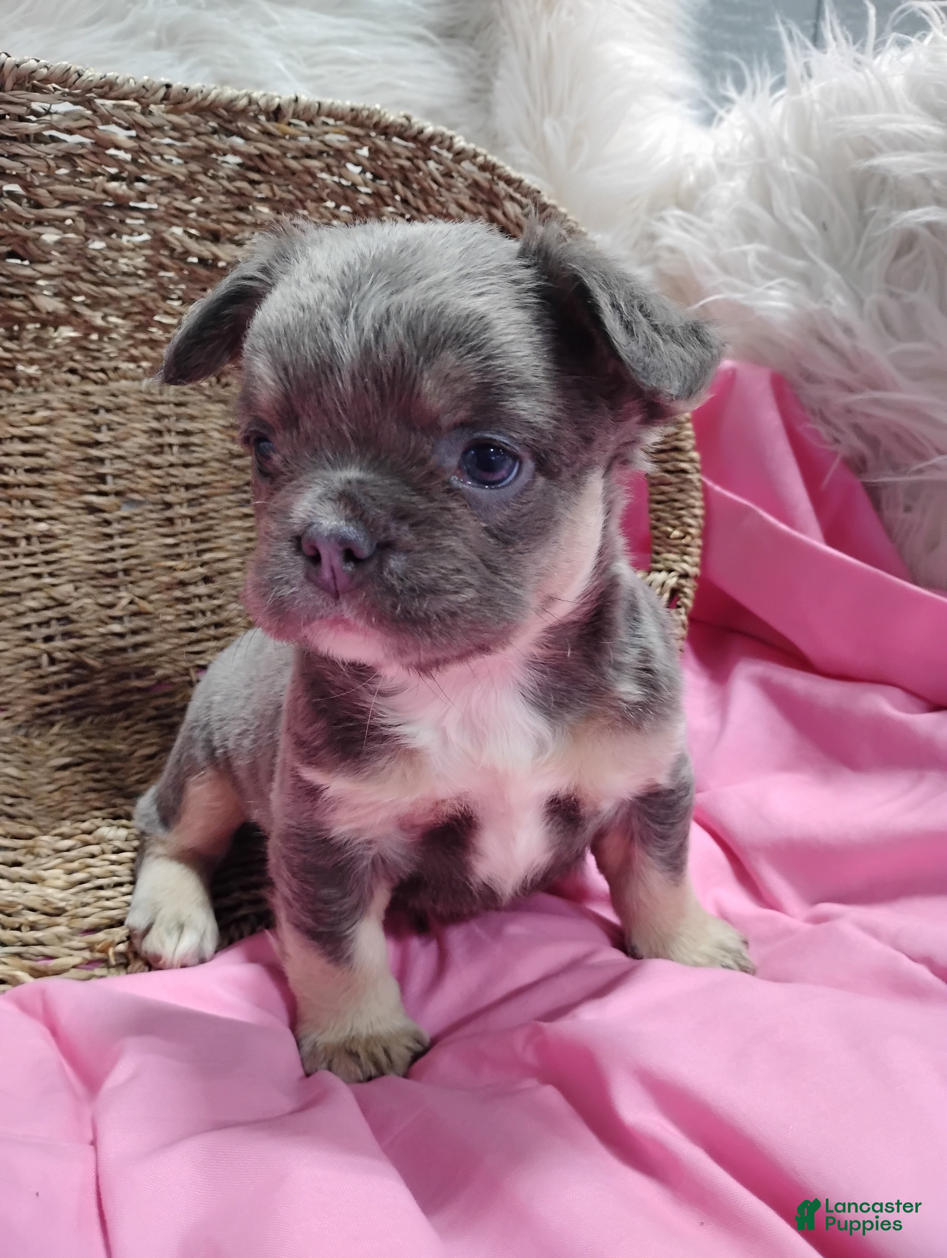 French Bulldog dogs Eden - Ad 2