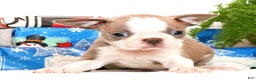 Boston Terrier dogs for sale: Ketchup - Ad 5