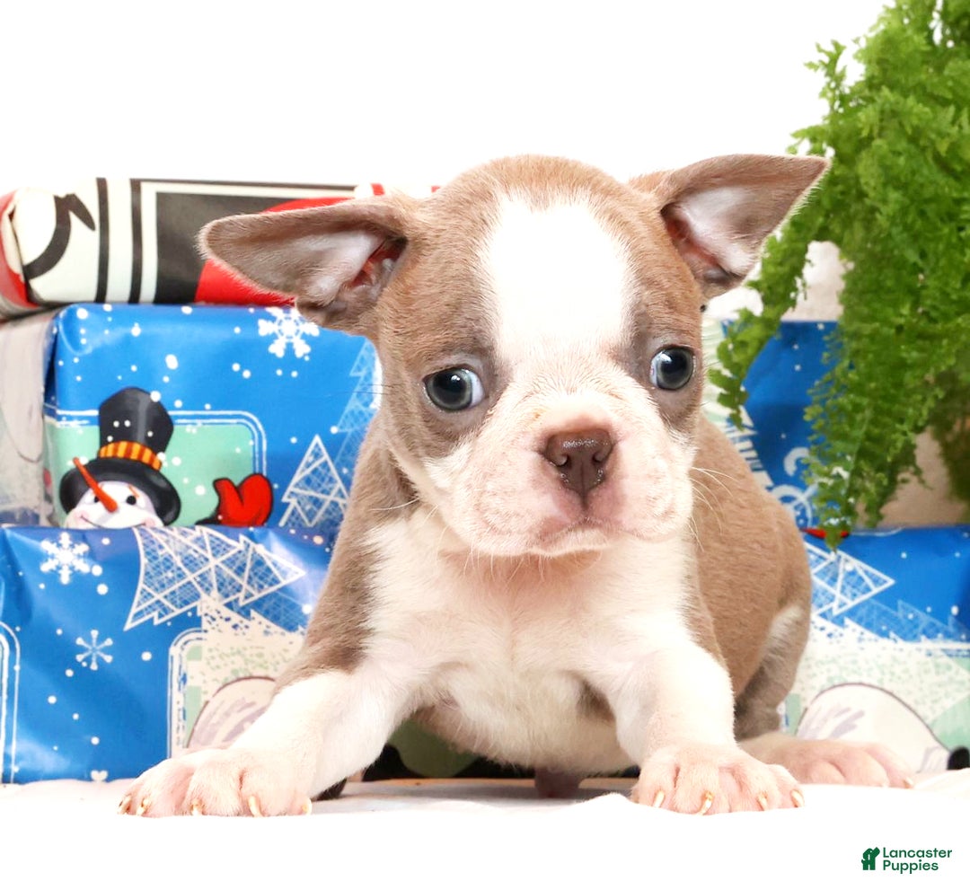 Boston Terrier dogs for sale: Ketchup - Ad 5