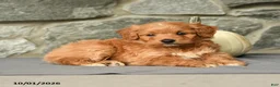 Mini Aussiedoodle dogs for sale: Ariel - Ad 5