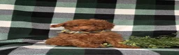 Mini Goldendoodle dogs for sale: Rueben 10 lbs full grown - Ad 2