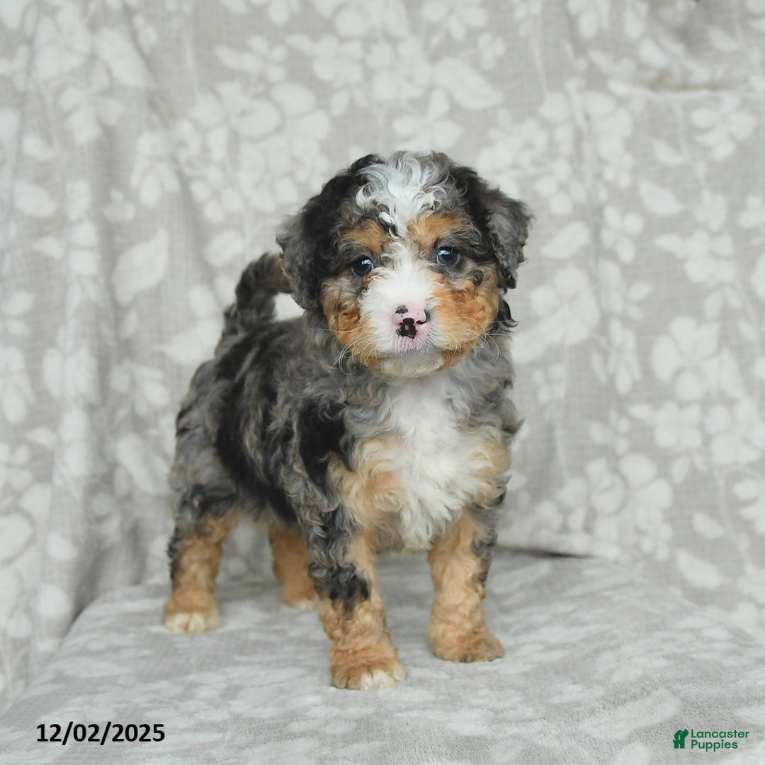 Mini Bernedoodle dogs for sale: Tabby - Ad 4