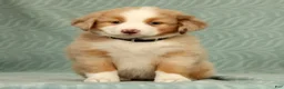 Australian Shepherd dogs for sale: Lainey - Ad 2