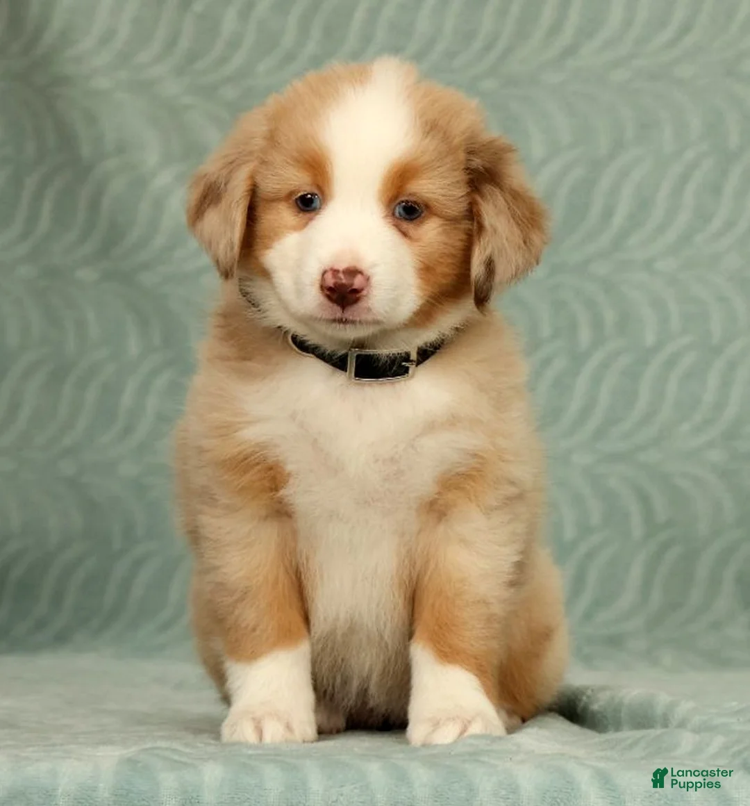 Australian Shepherd dogs for sale: Lainey - Ad 2