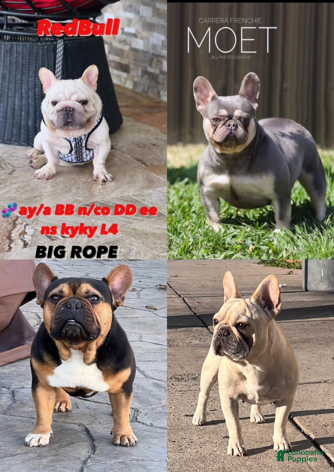 French Bulldog dogs for sale: French Bulldog Puppy 1 - Ad 4
