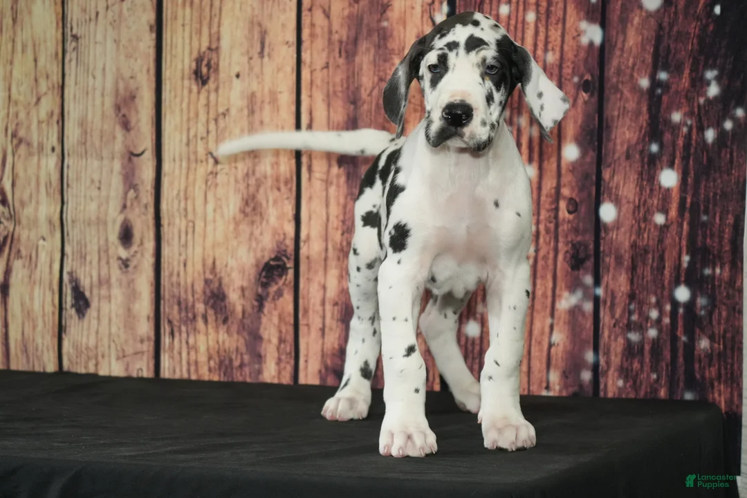 Great Dane dogs for sale: Great Dane Puppy 1 - Ad 2