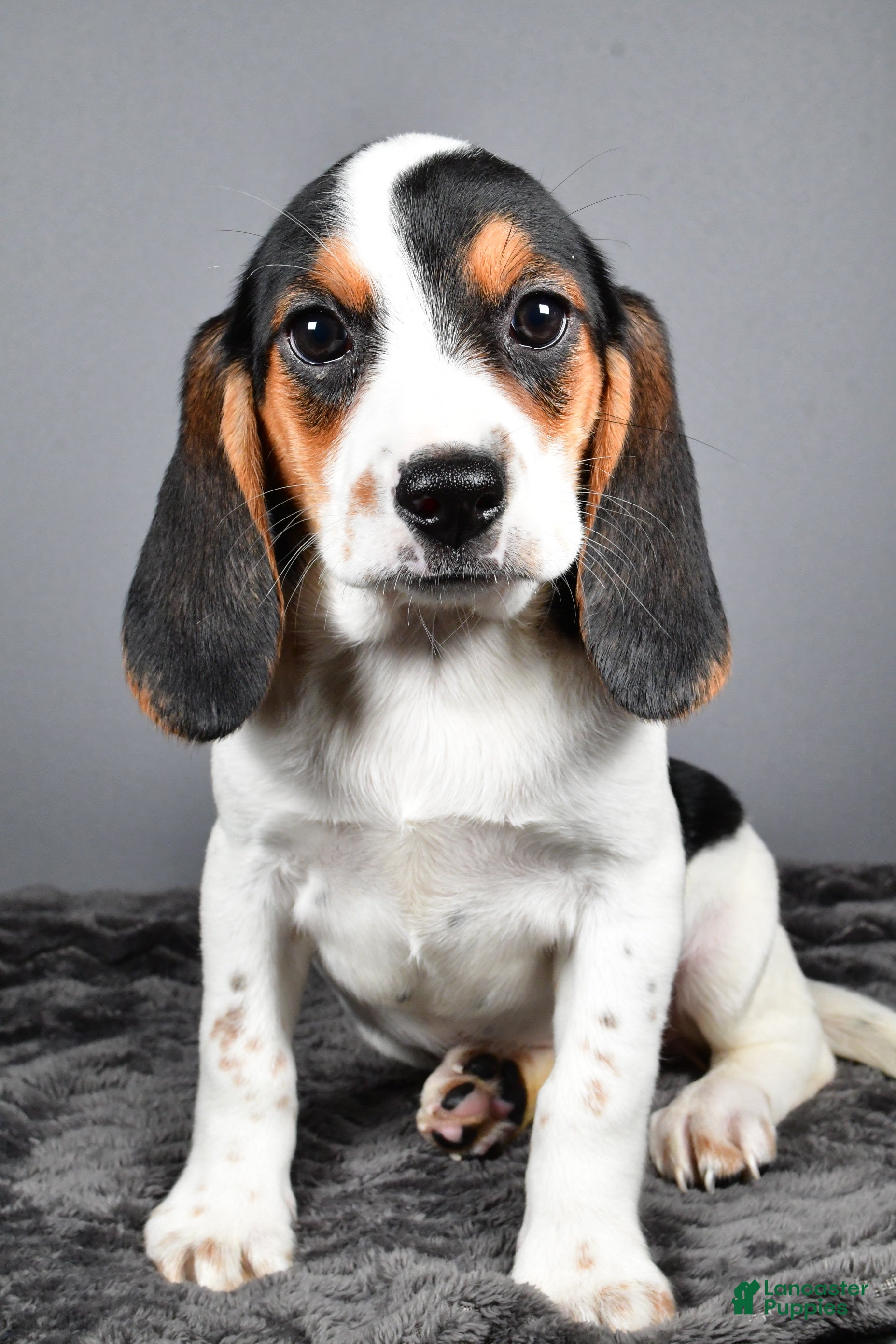 Beagle Puppies for sale Lancaster Puppies