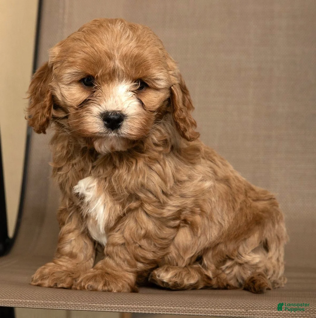 Cavapoo dogs for sale: Milo - Ad 8