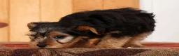 Yorkiepoo dogs for sale: Max - Ad 9