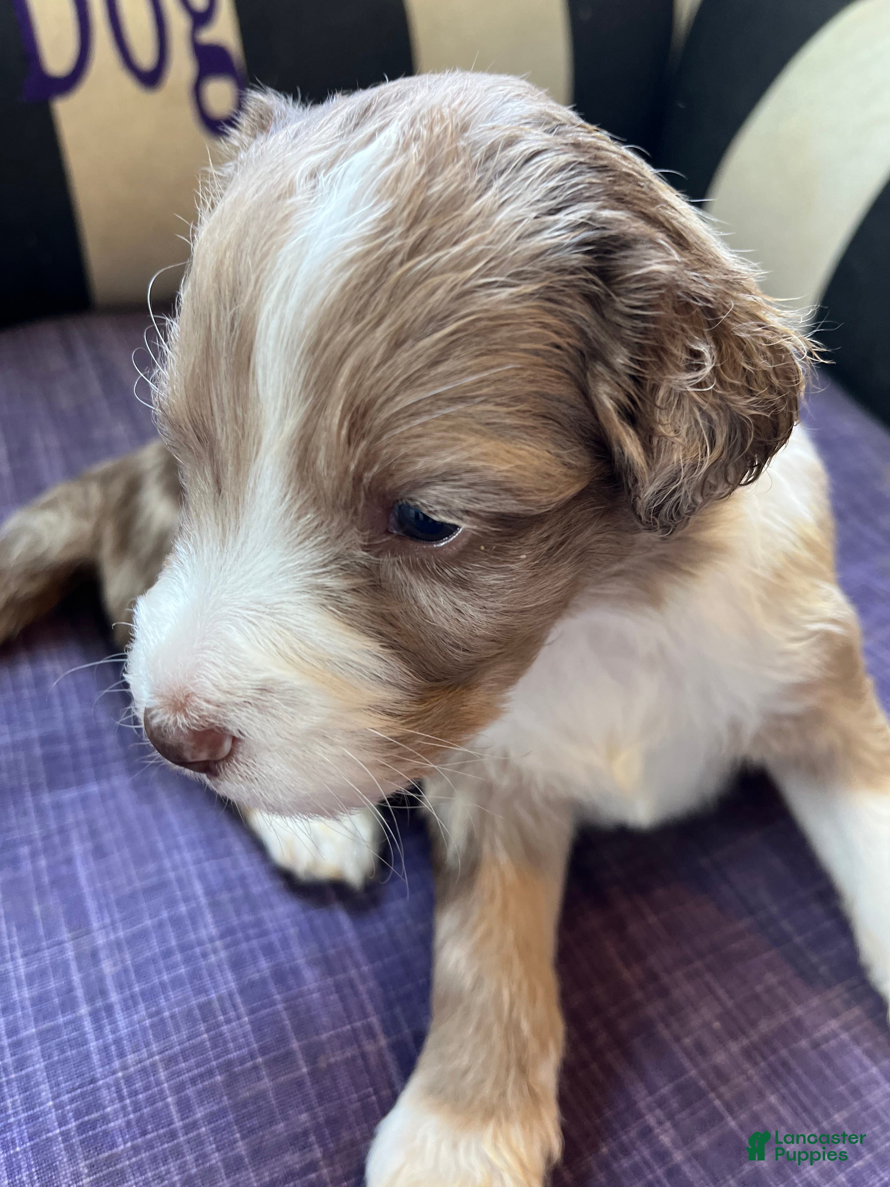 Aussiedoodle dogs Aussiedoodle Puppy 5 - Ad 2