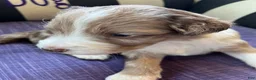 Aussiedoodle dogs for sale: Buckle - Ad 4