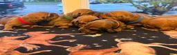 Dachshund dogs for sale: Teddy - Ad 10