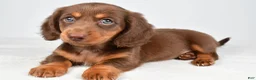 Miniature Dachshund dogs for sale: Trixie - Ad 1