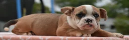 Mixed Breed dogs for sale: Willow mini bulldog hybrid  - Ad 4
