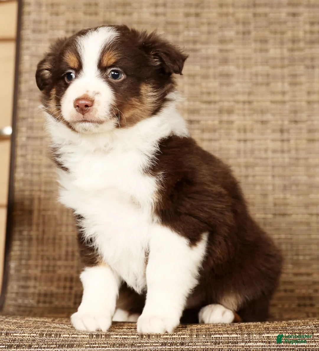 Miniature Australian Shepherd dogs for sale: Shadow - Ad 3
