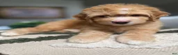 Mini Goldendoodle dogs for sale: Mini Goldendoodle 2 - Ad 5