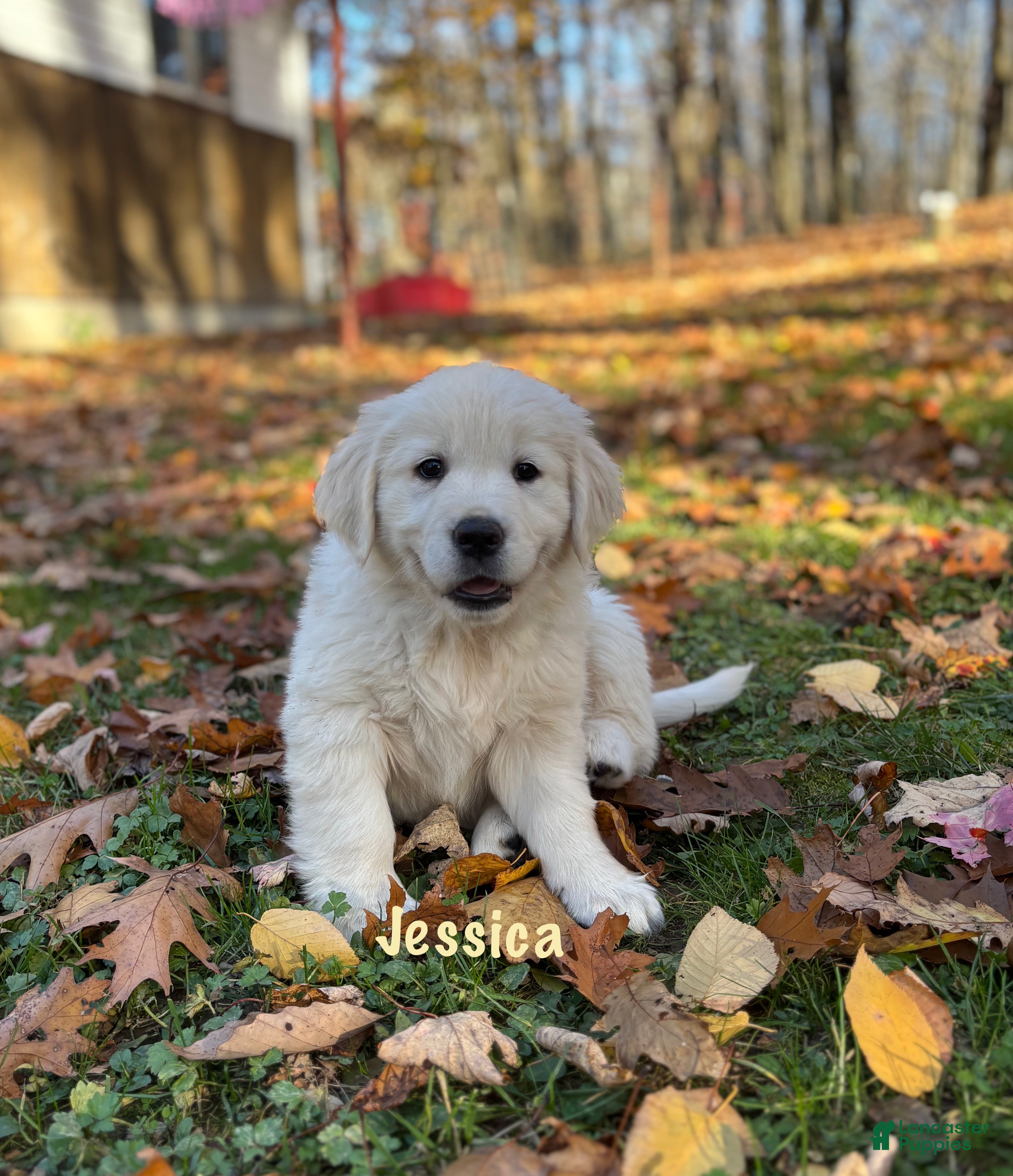 Golden Retriever dogs for sale: Jessica  - Ad 21