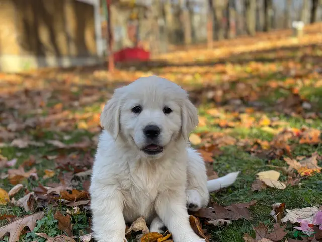 Golden Retriever dogs for sale: Jessica - Ad 21