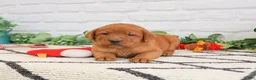 Labrador Retriever dogs for sale: Roman  - Ad 3