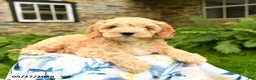 Cockapoo dogs for sale: Daisy - Ad 2
