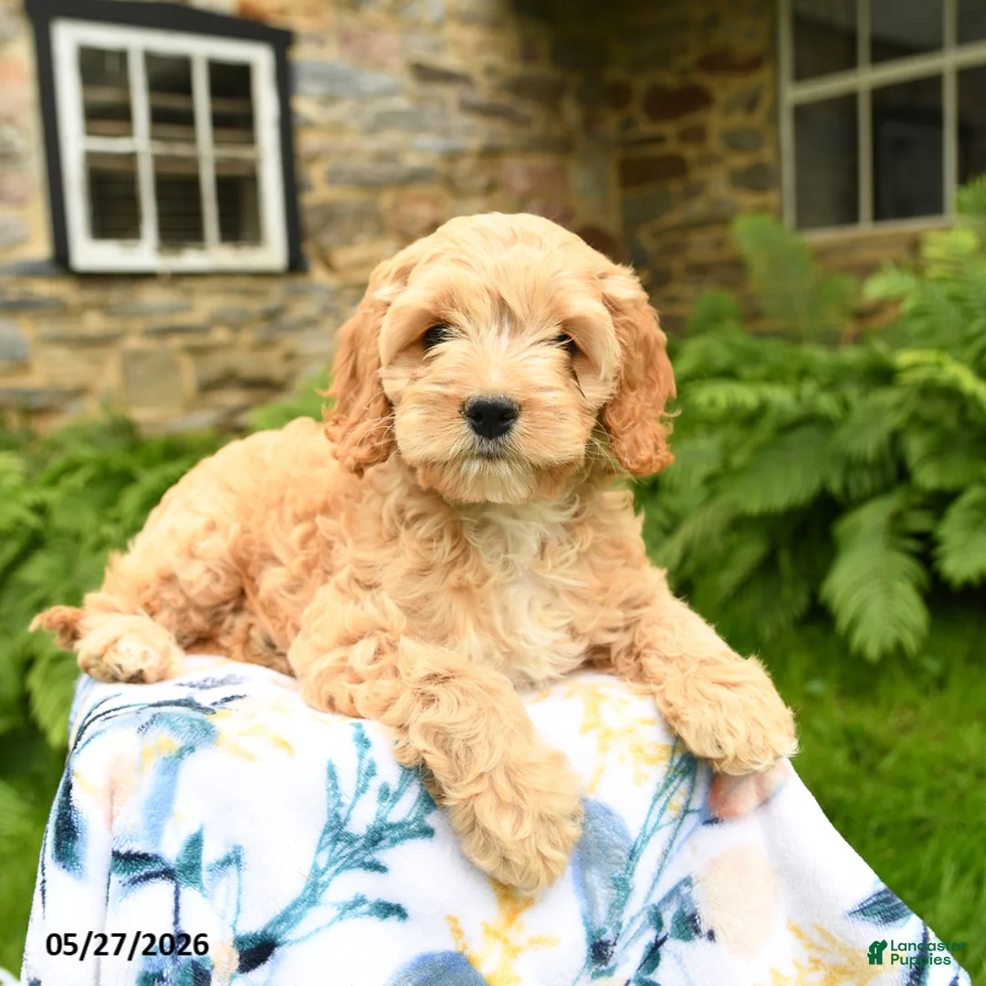 Cockapoo dogs for sale: Daisy - Ad 2