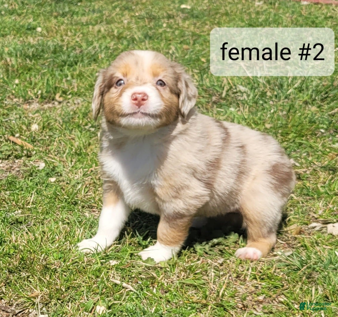 Miniature Australian Shepherd dogs Miniature Australian Shepherd Puppy 6 - Ad 1