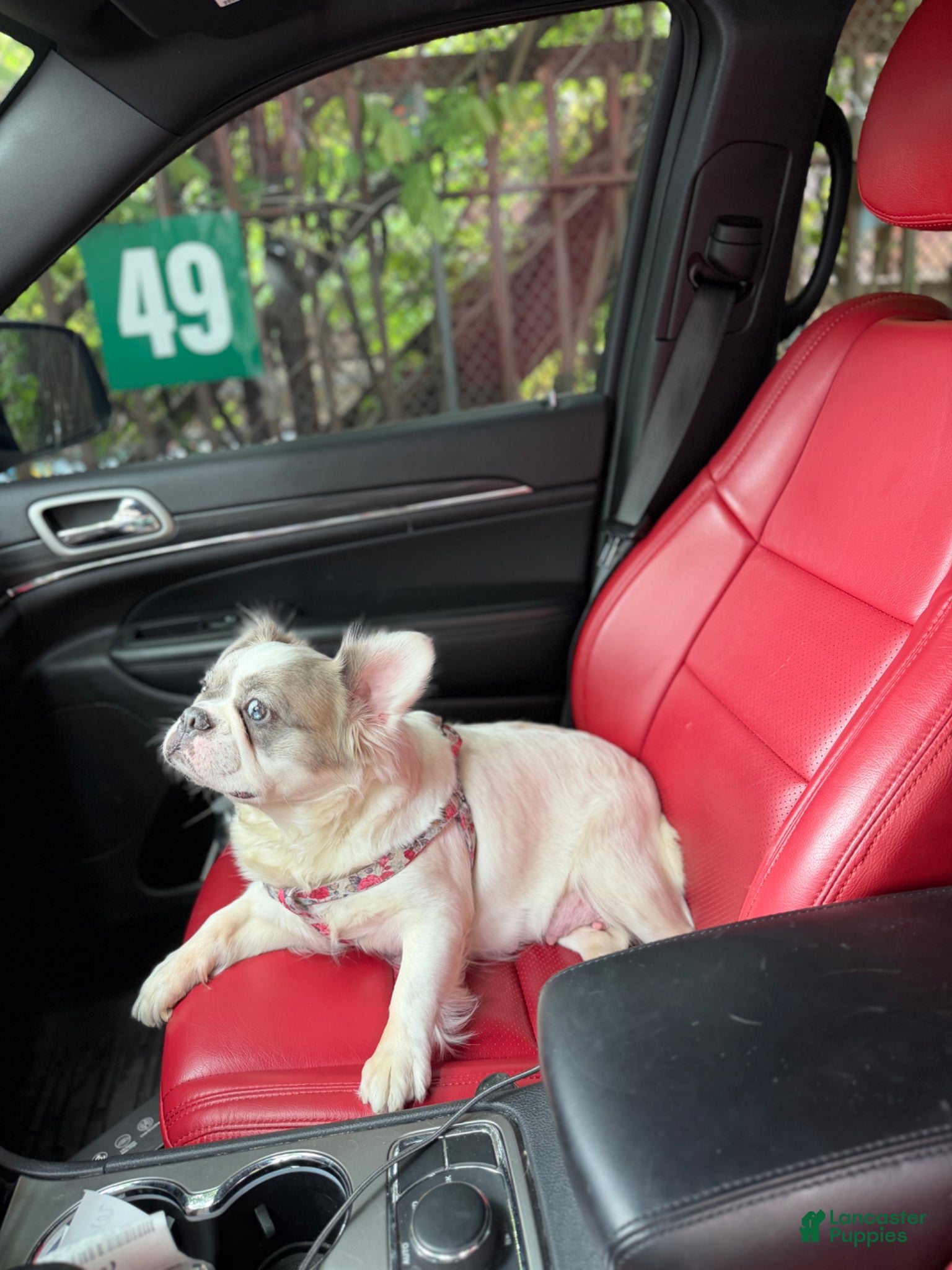 French Bulldog dogs Lola - Ad 2