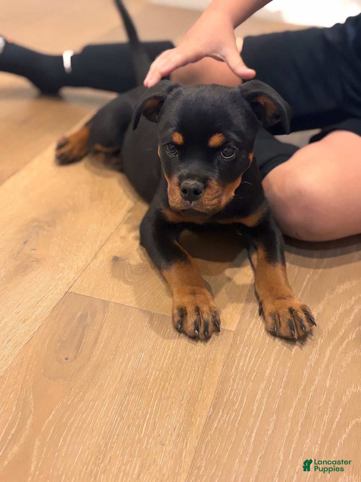 Rottweiler dogs for sale: Churro - Ad 1