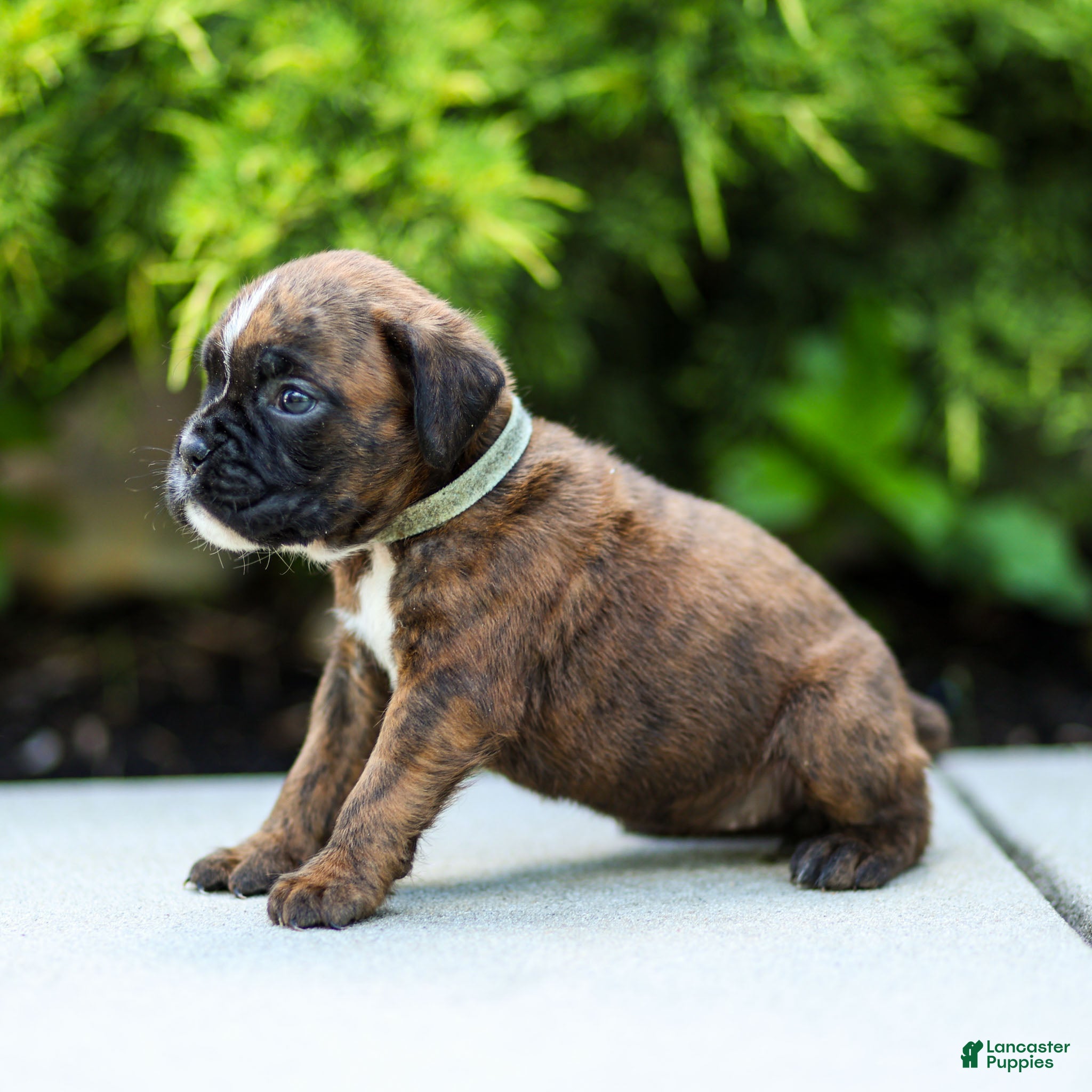 Boxer dogs Lori Boxer Puppy  - Ad 2