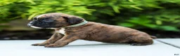 Boxer dogs for sale: Lori Boxer Puppy  - Ad 10