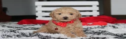 Bichpoo dogs for sale: Kelby - Ad 4