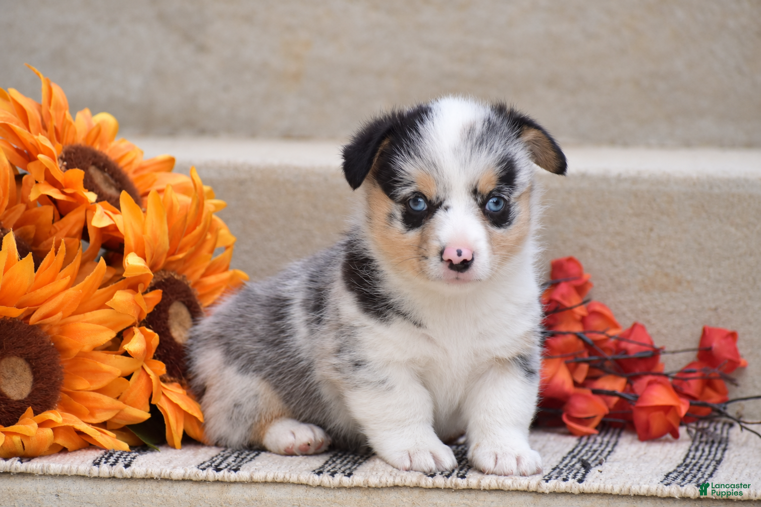 Welsh Corgi Pembroke dogs Tiffany - Ad 1