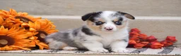 Welsh Corgi Pembroke dogs for sale: Tiffany - Ad 1