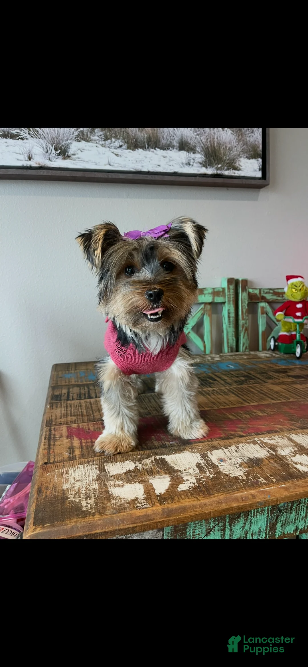 Yorkshire Terrier dogs for sale: Mable - Ad 4