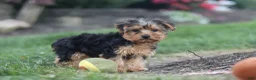 Yorkiepoo dogs for sale: Beckham - Ad 15
