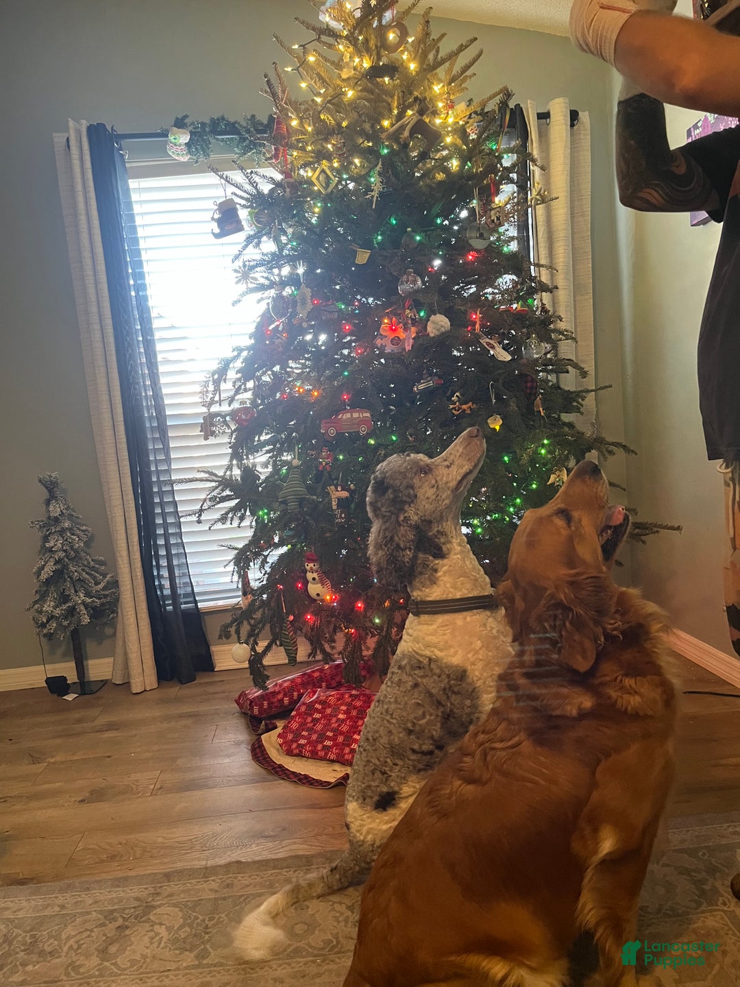 Goldendoodle dogs for sale: Goldendoodle Puppy 3 - Ad 6