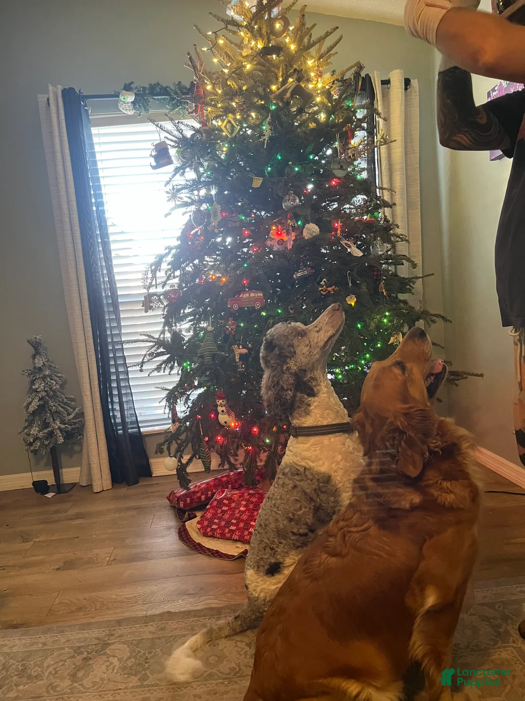 Goldendoodle dogs for sale: Jerry - Ad 11