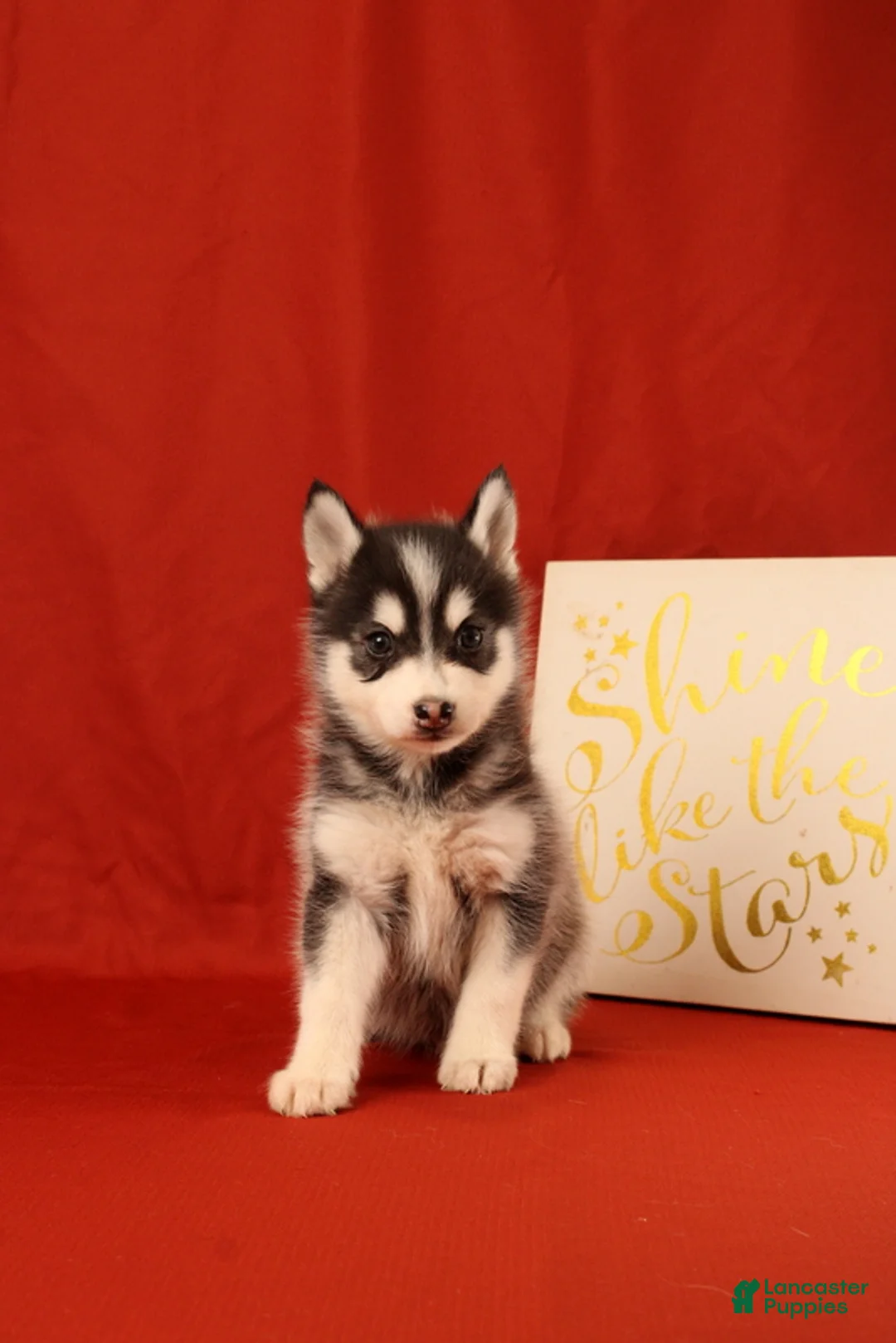 Pomsky dogs for sale: Zachariah - Ad 4