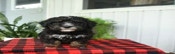 Mini Bernedoodle dogs for sale: Cindy - Ad 5