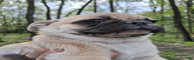 Buck Male