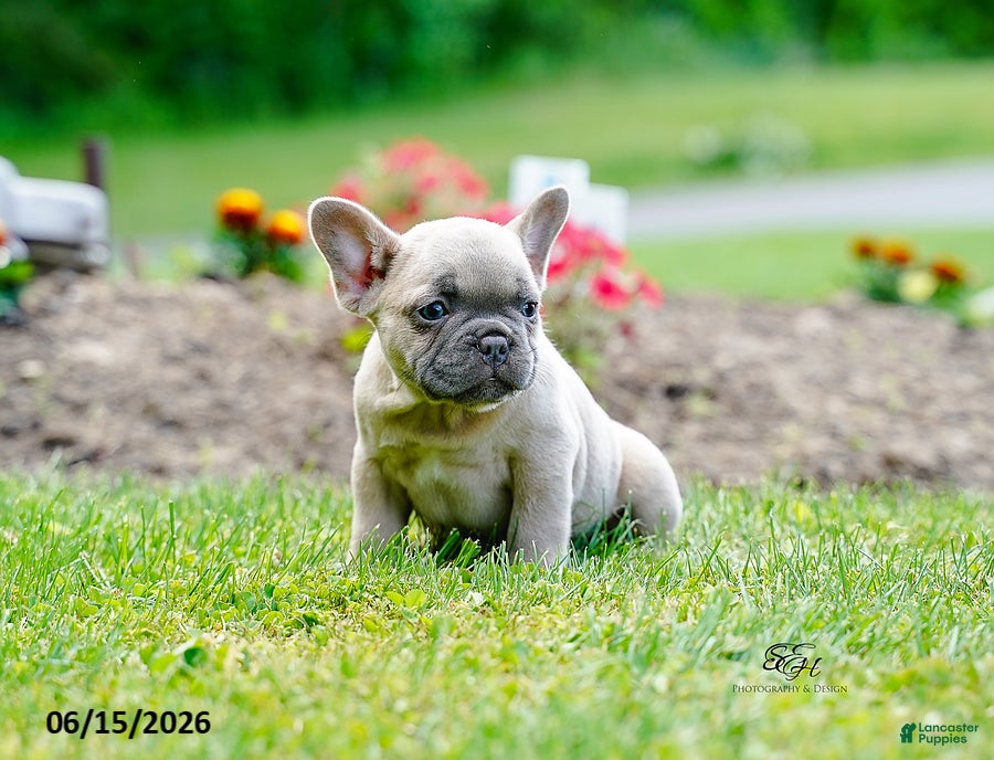 French Bulldog dogs Kingsley - Ad 2