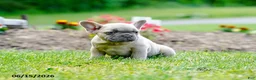 French Bulldog dogs for sale: Kingsley - Ad 2
