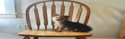 Yorkshire Terrier dogs for sale: Pluto - Ad 7