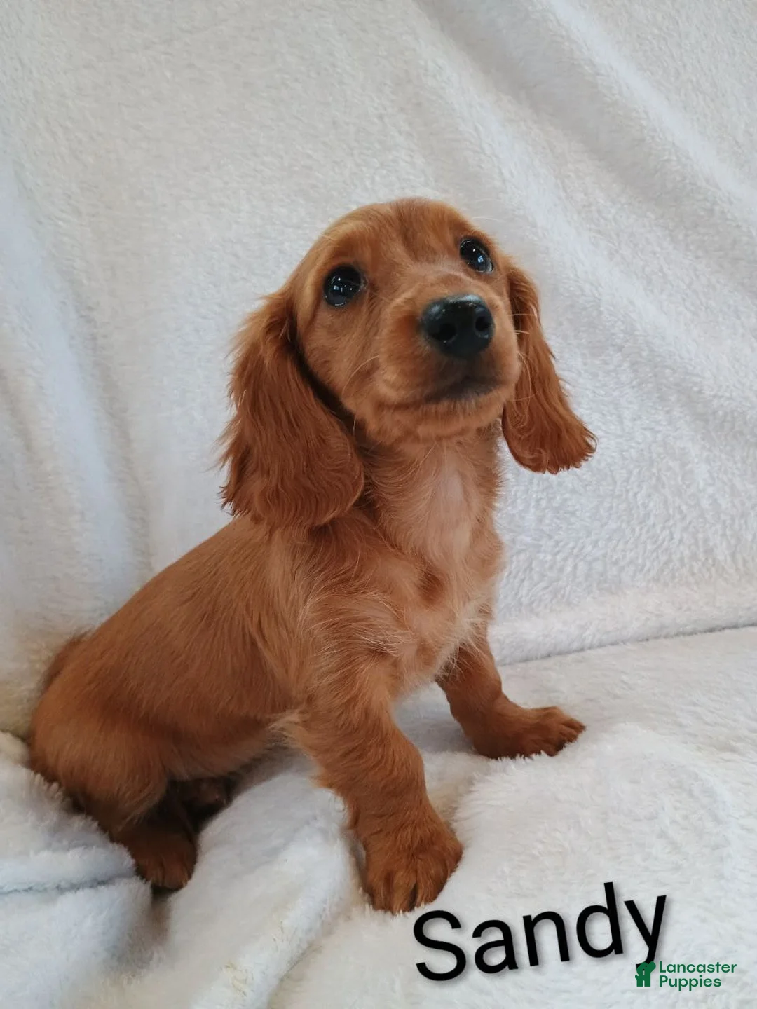 Miniature Dachshund dogs for sale: Sandy  - Ad 5