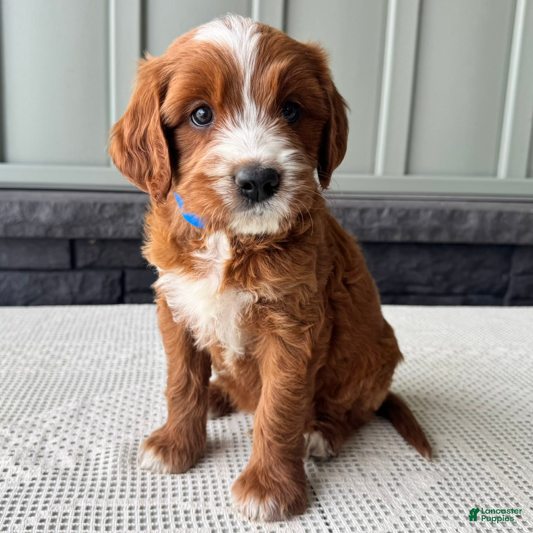 Mixed Breed dogs Rusty - Ad 1