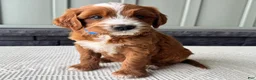 Mixed Breed dogs for sale: Rusty - Ad 1