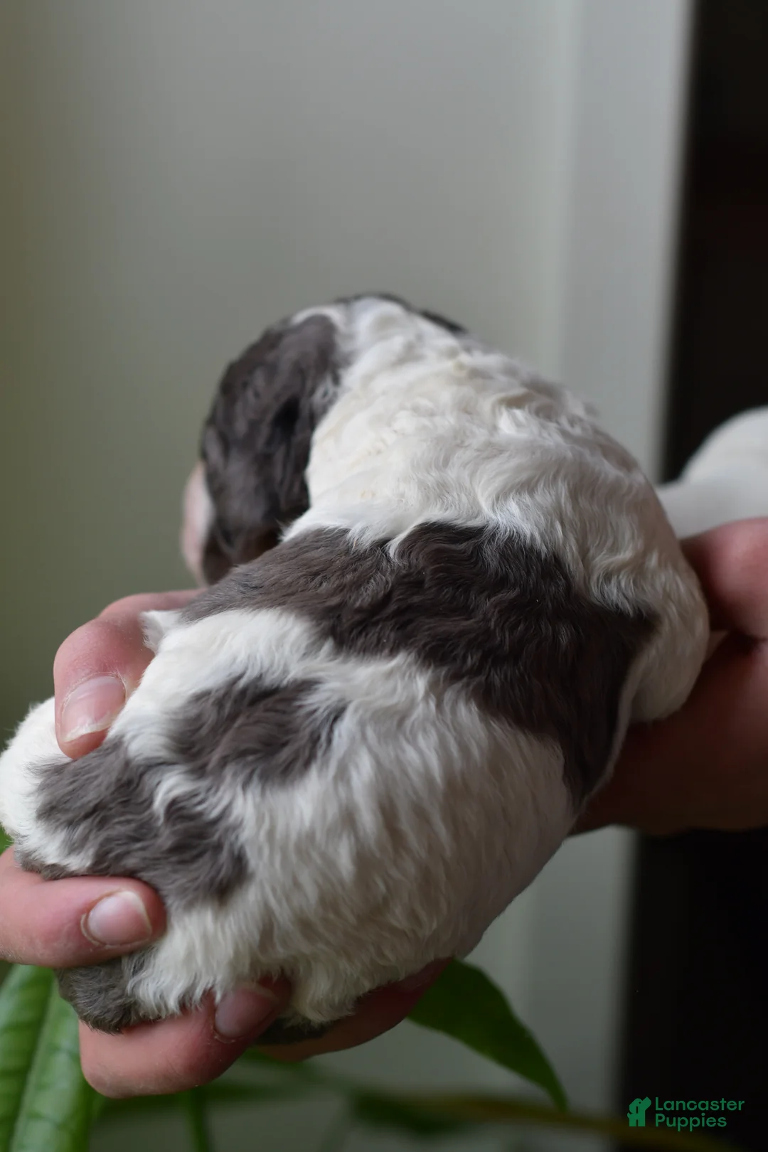 Standard Poodle dogs for sale: Standard Poodle Puppy 1 - Ad 2