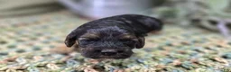 Cockapoo dogs for sale: Batty - Ad 32